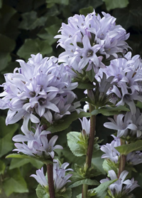 Campanula glomerata 'Emerald'